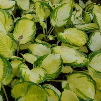 Hosta 'Yuuyake'